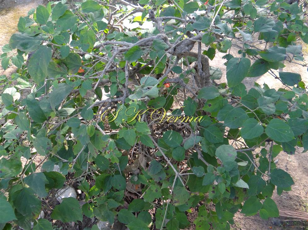  Plant